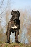 CANE CORSO 1402